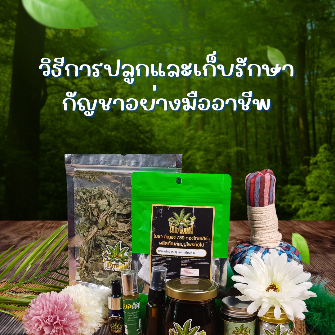 วิธีปลูกกัญชา